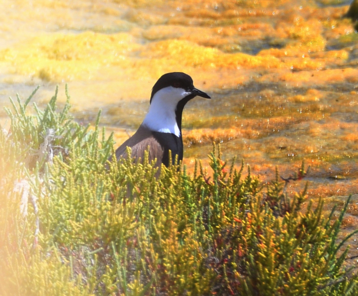 Pavoncella armata (Vanellus armatus)